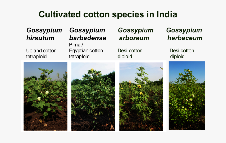 Cotton Plant Png, Transparent Png, Free Download