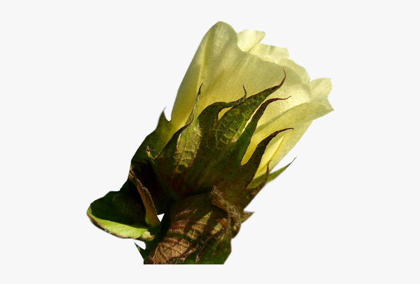 Cotton Plant Png, Transparent Png, Free Download