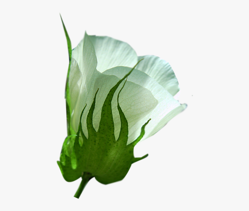 Cotton Plant Png, Transparent Png, Free Download