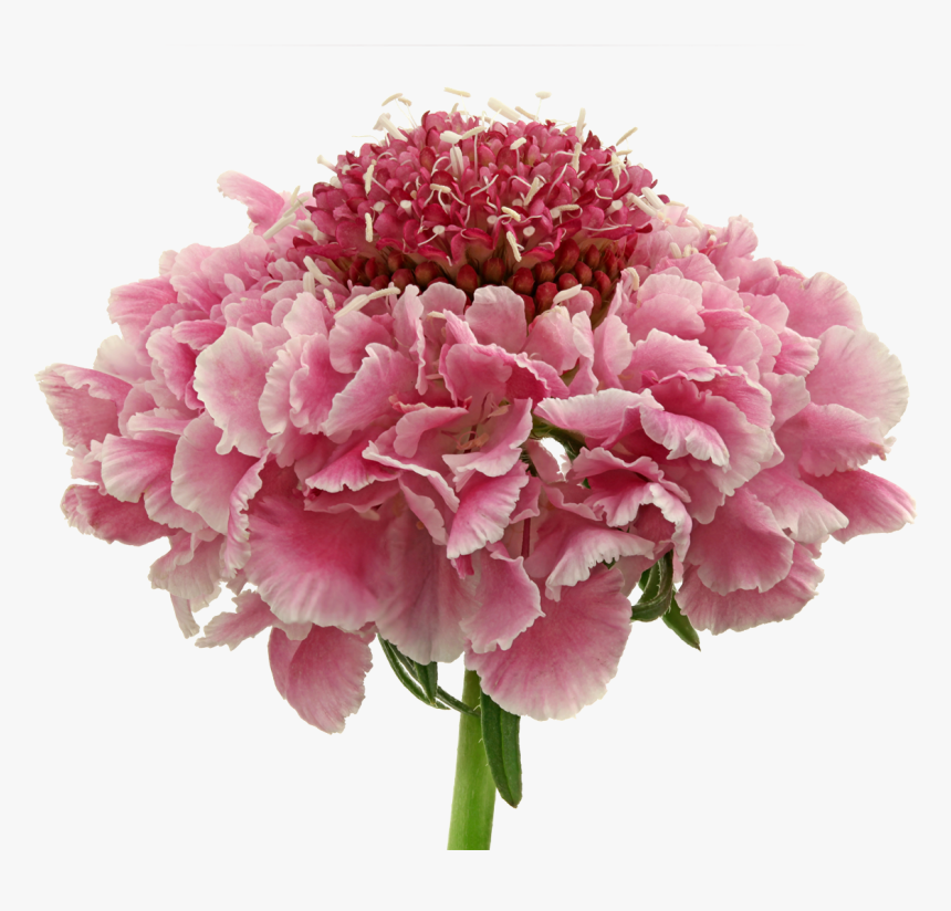 Cotton Plant Png, Transparent Png, Free Download
