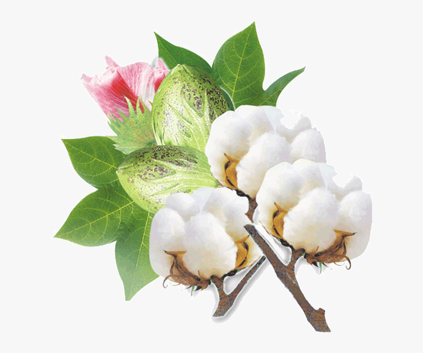 Cotton Plant Png, Transparent Png, Free Download