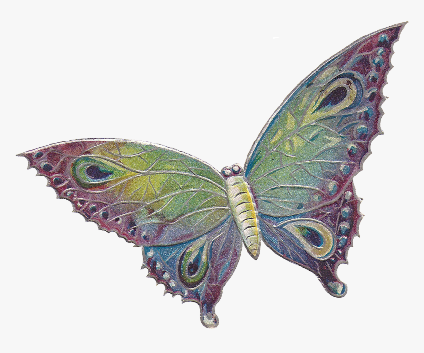 Butterfly .png, Transparent Png, Free Download