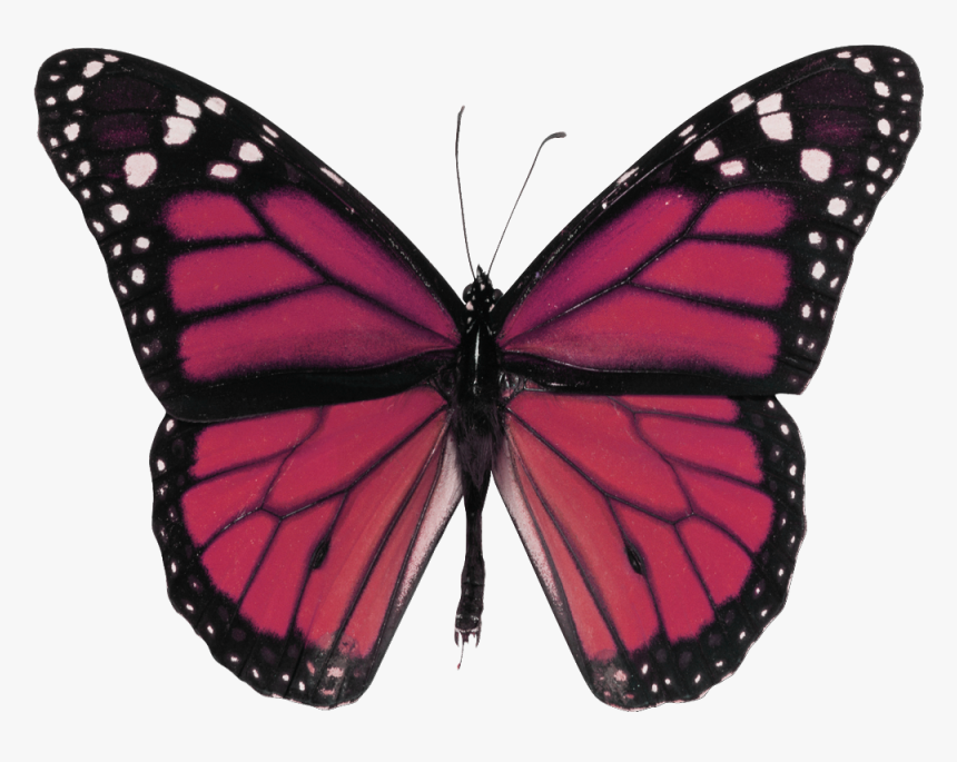 Butterfly .png, Transparent Png, Free Download