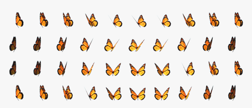 Transparent Butterfly, HD Png Download, Free Download