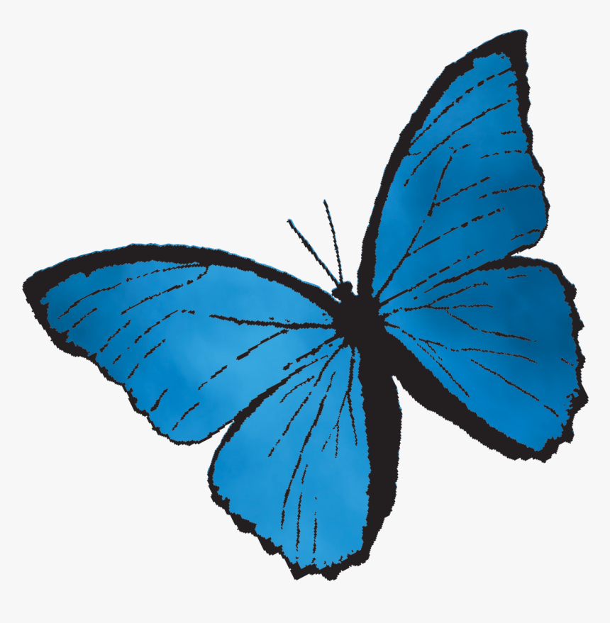 Transparent Butterfly, HD Png Download, Free Download