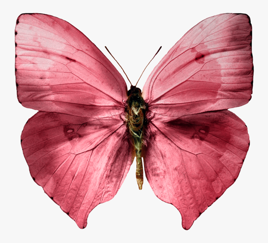 Butterfly .png, Transparent Png, Free Download