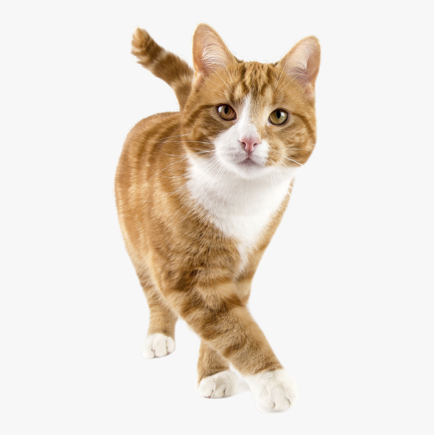 Happy Cat Png, Transparent Png, Free Download