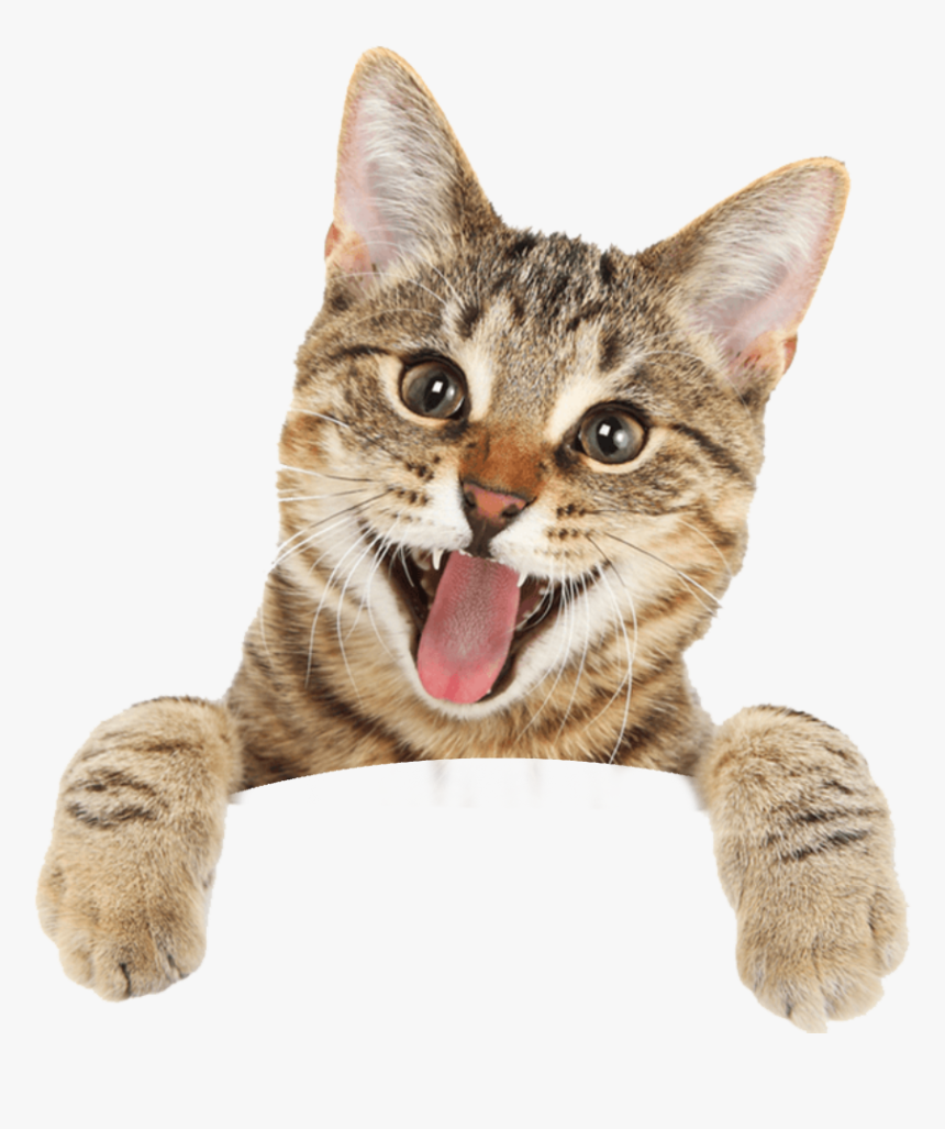 Happy Cat Royalty Free , Png Download, Transparent Png, Free Download