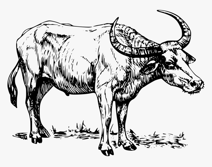 Bull Horn Png, Transparent Png, Free Download