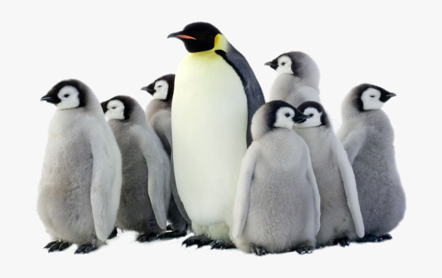 Penguin Png Pic - World Penguin Day 2017, Transparent Png, Free Download