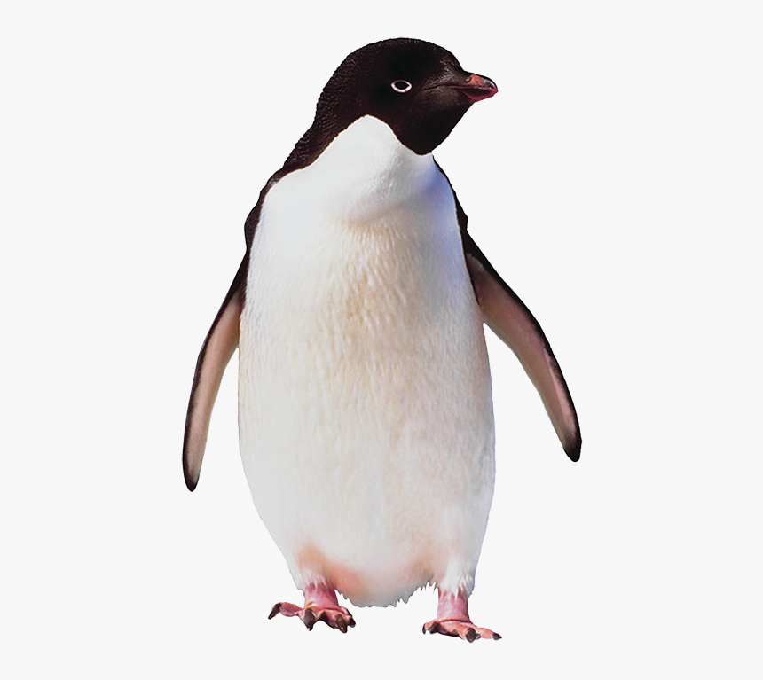 Penguin Body, HD Png Download, Free Download