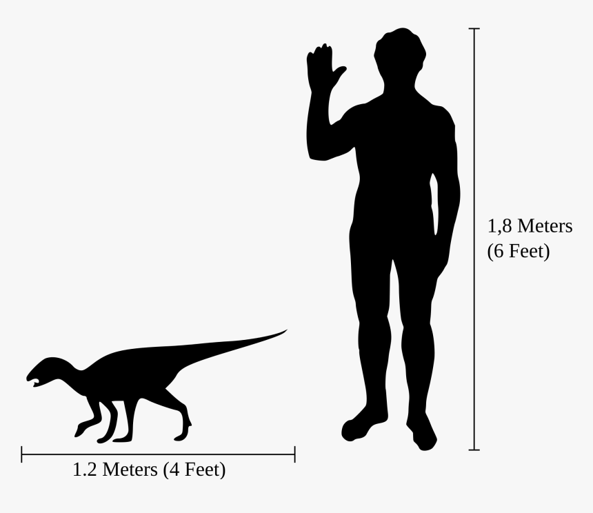 Emperor Penguin Vs Human , Png Download - 1 Meter Compared To Human, Transparent Png, Free Download