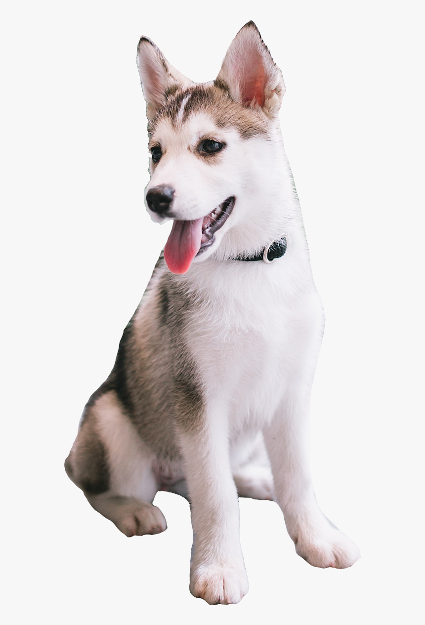 Sakhalin Husky, HD Png Download, Free Download