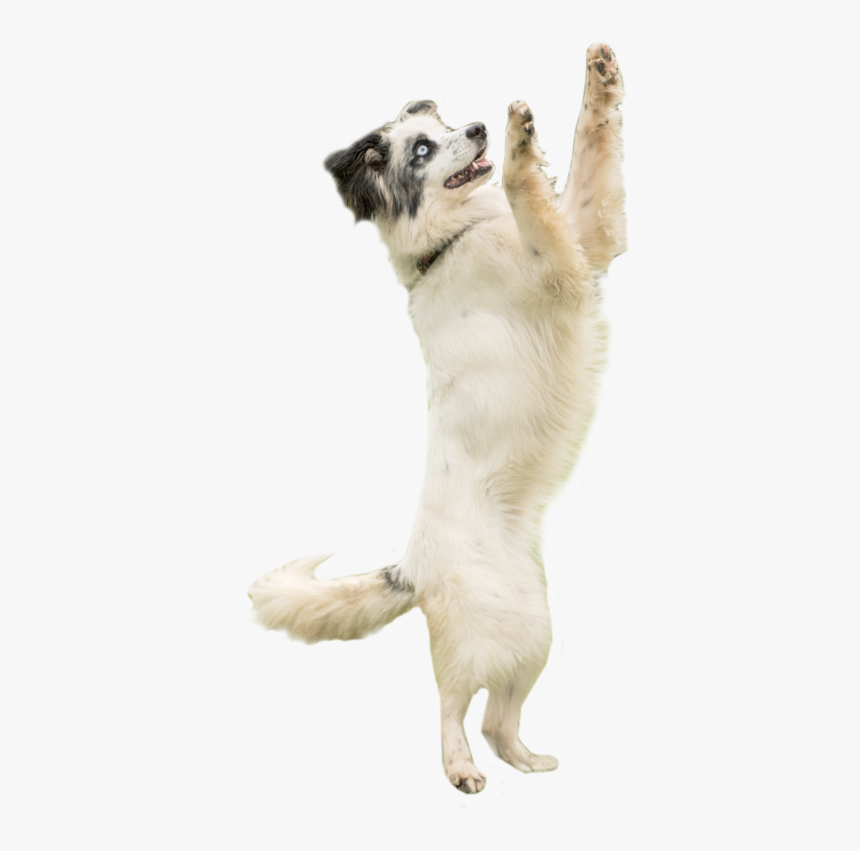 Dog Catching Png, Transparent Png, Free Download