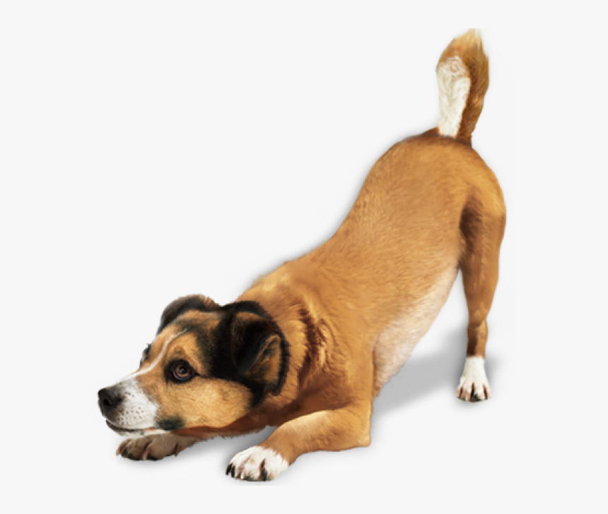 Dog Playing Png - Dog Png, Transparent Png, Free Download