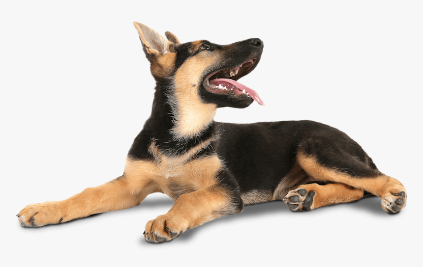 Transparent Dogs Playing Png - German Shepherd Looking Up, Png Download, Free Download
