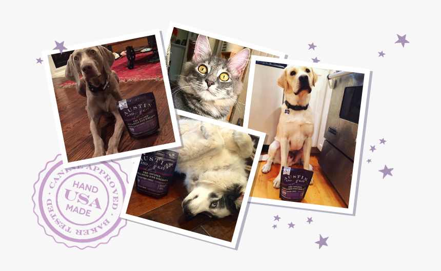 Collage Of Various Dogs And Cats With A Bag Of Austin - Pets Polaroid, HD Png Download, Free Download