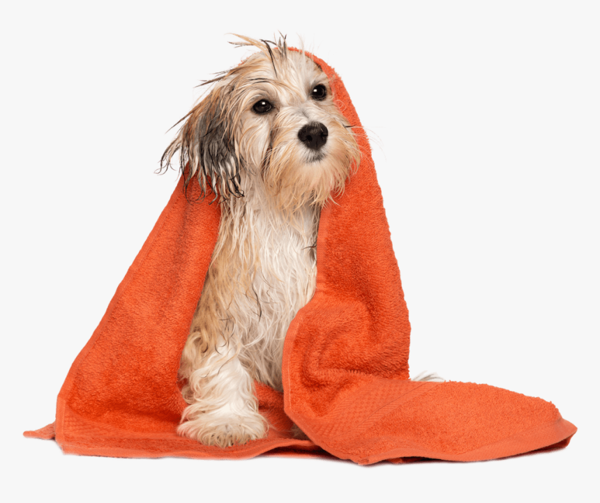 Dog Bath Png, Transparent Png, Free Download