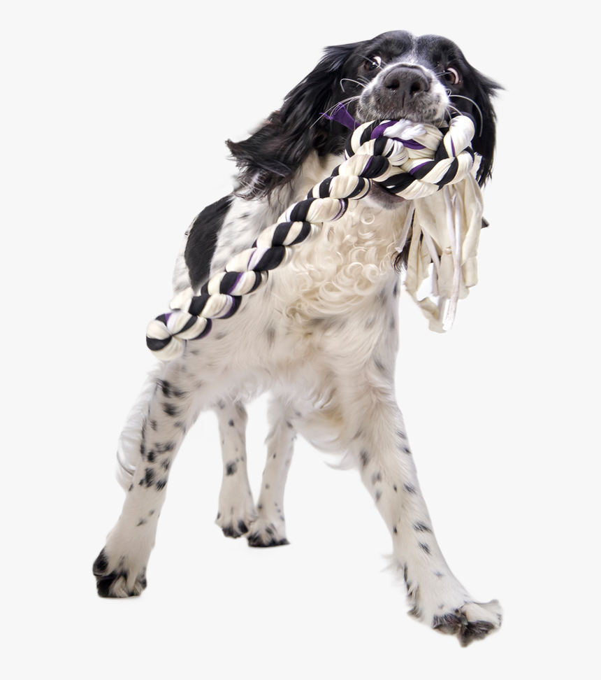 Dogs Playing With A Rope, HD Png Download, Free Download
