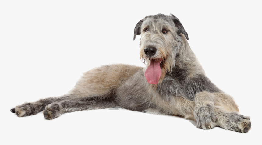 Irish Wolfhound Puppy Cut, HD Png Download, Free Download