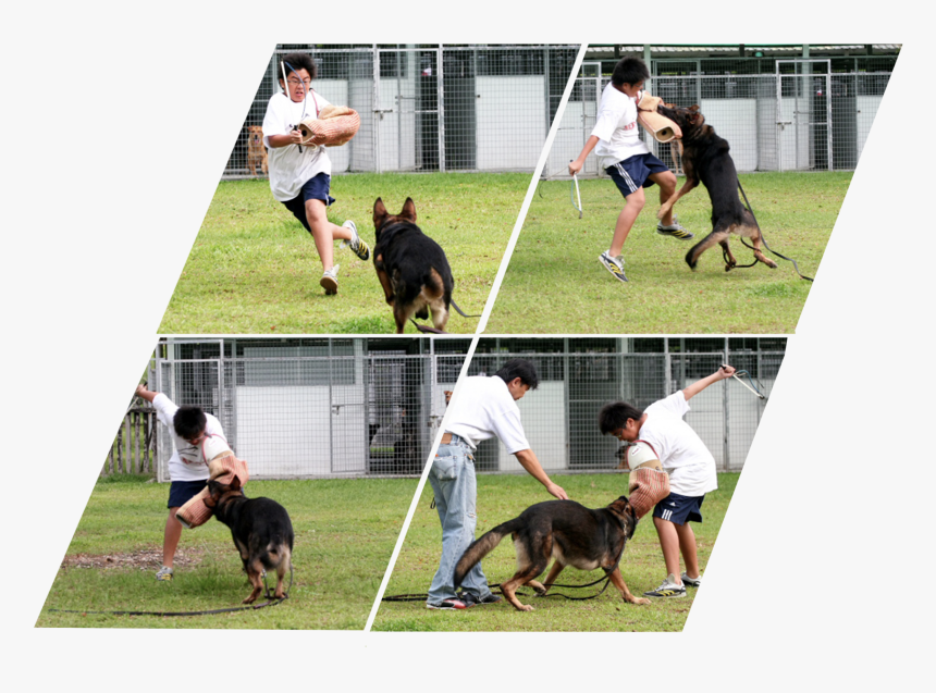 Dog Catches Something, HD Png Download, Free Download