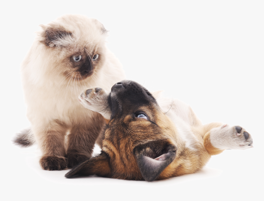 Puppy And Cat Playing - Cat And Puppy Png, Transparent Png, Free Download