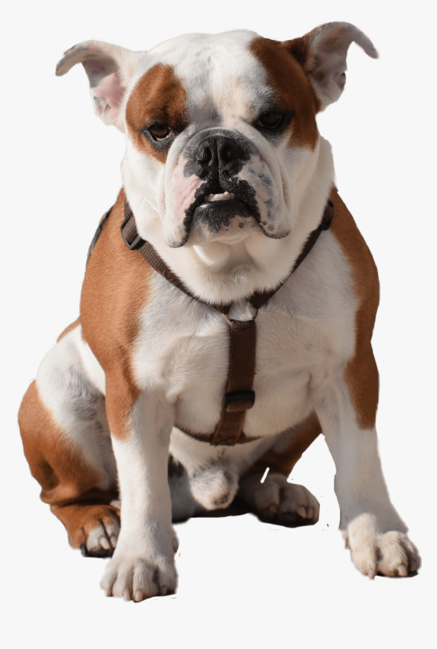 Traditional-sport - Transparent Bull Dog Png, Png Download, Free Download