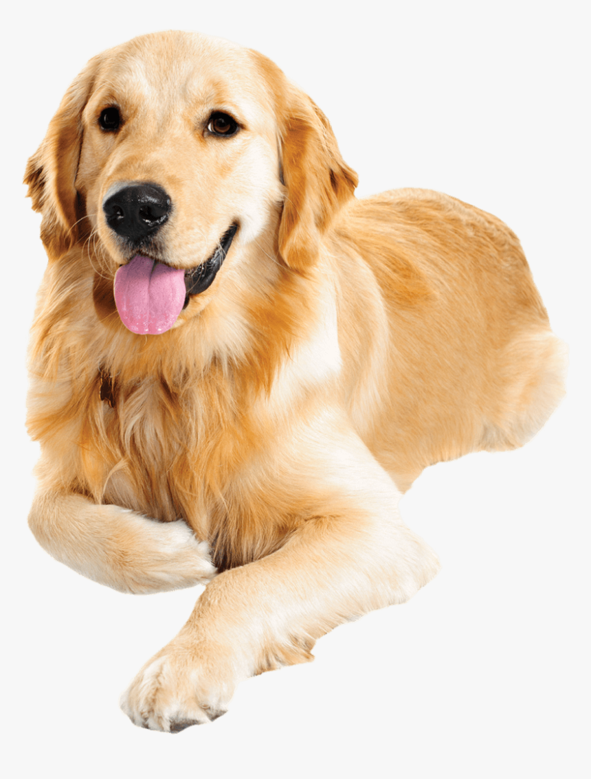 Breed,canidae,golden Dog,sporting Breed ,labrador Retriever,fur,paw,fawn - Golden Retriever Dog Png, Transparent Png, Free Download