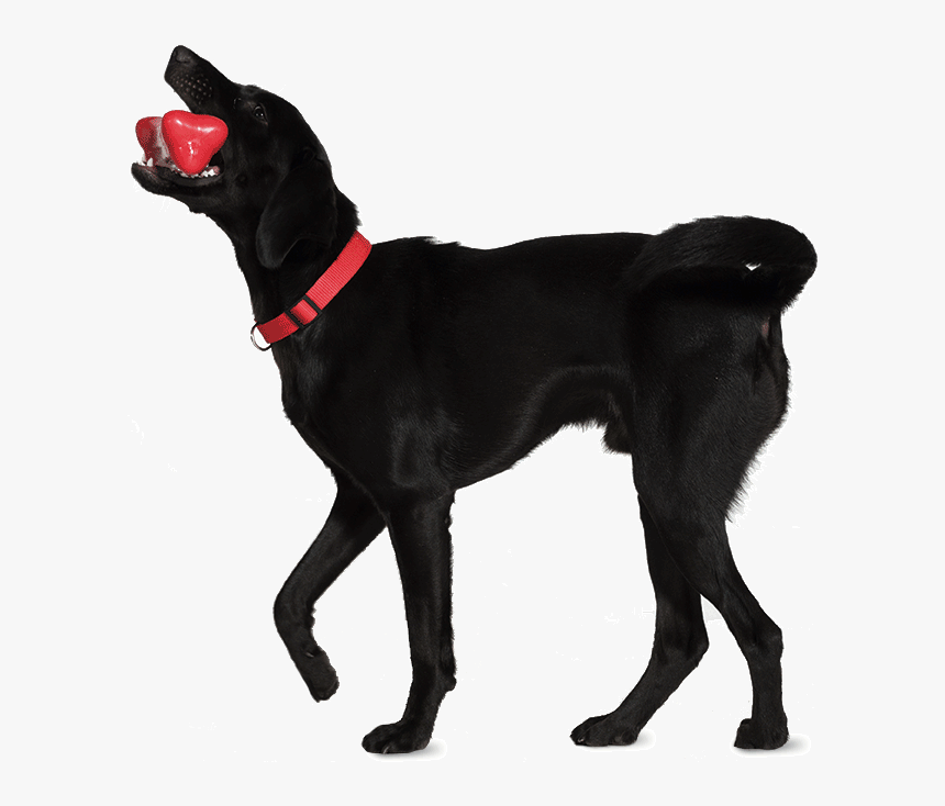 Companion Dog, HD Png Download, Free Download