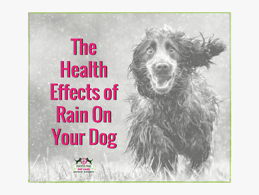 The Health Effects Of Rain On Your Dog - Dog, HD Png Download, Free Download