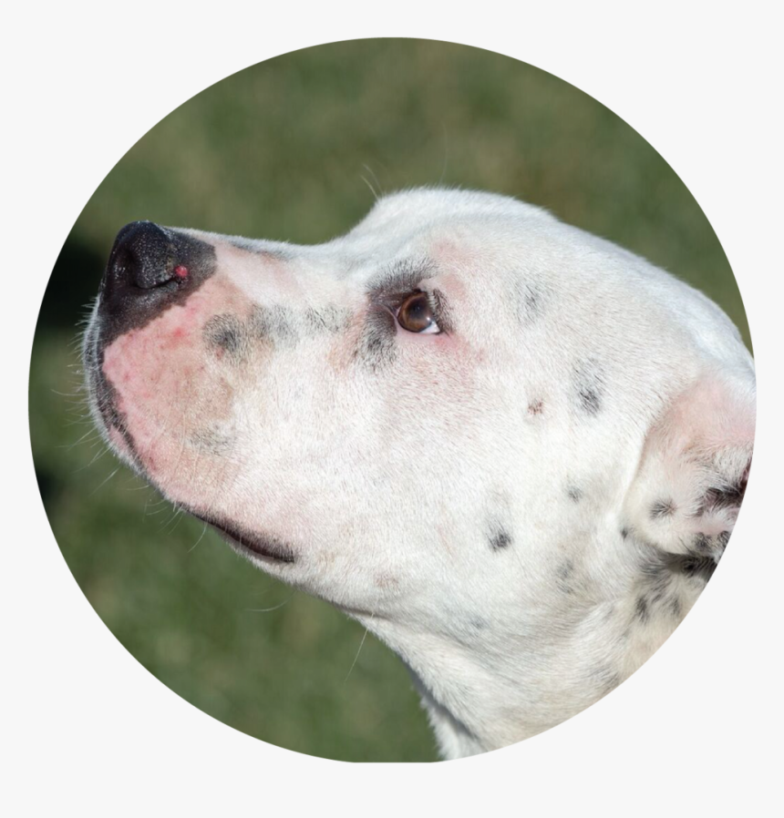 Zeus - Dogo Argentino, HD Png Download, Free Download