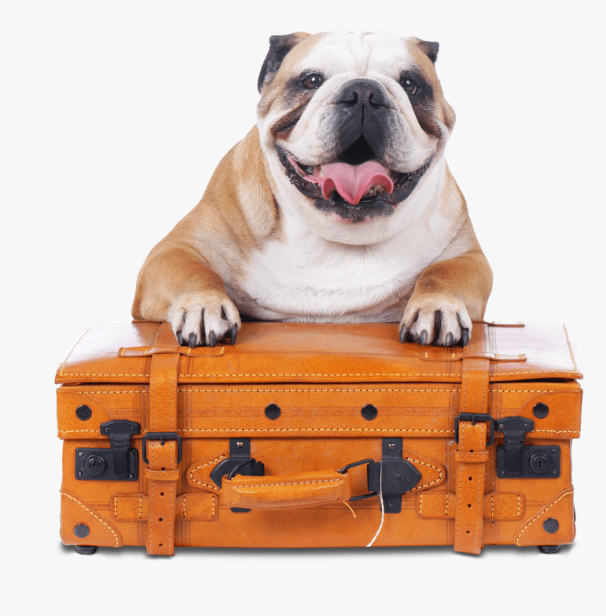 Bulldog On Suitcase - English Bulldog Travel, HD Png Download, Free Download