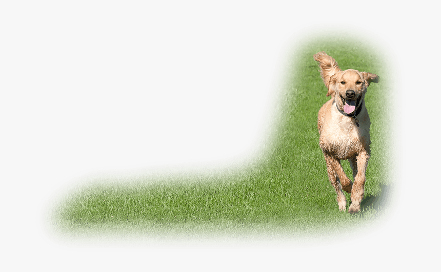 Dog Catches Something, HD Png Download, Free Download