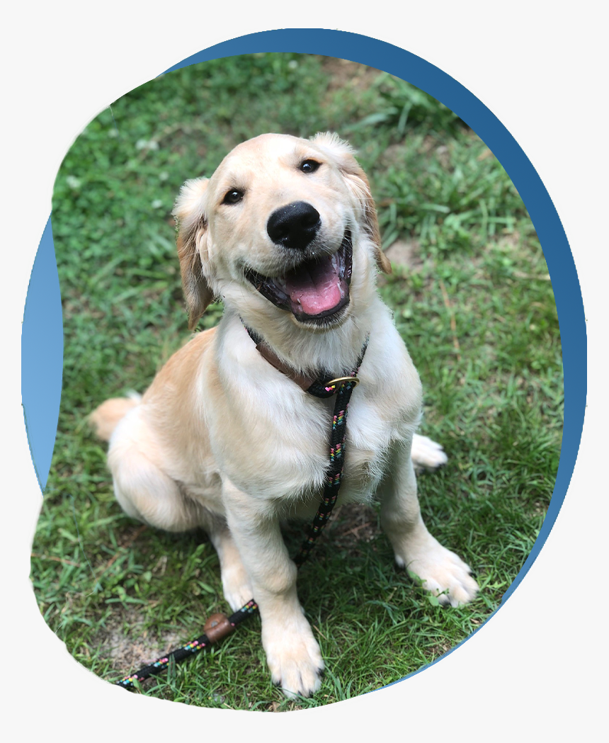 Golden Retriever, HD Png Download, Free Download