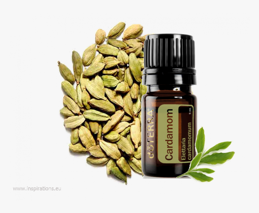 Doterra Cardamom Kardamom - Cardamom Essential Oil Doterra, HD Png Download, Free Download