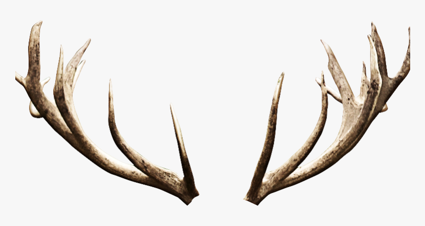 Deer Antlers Horns Png Image - Deer Antlers Transparent Background, Png Download, Free Download