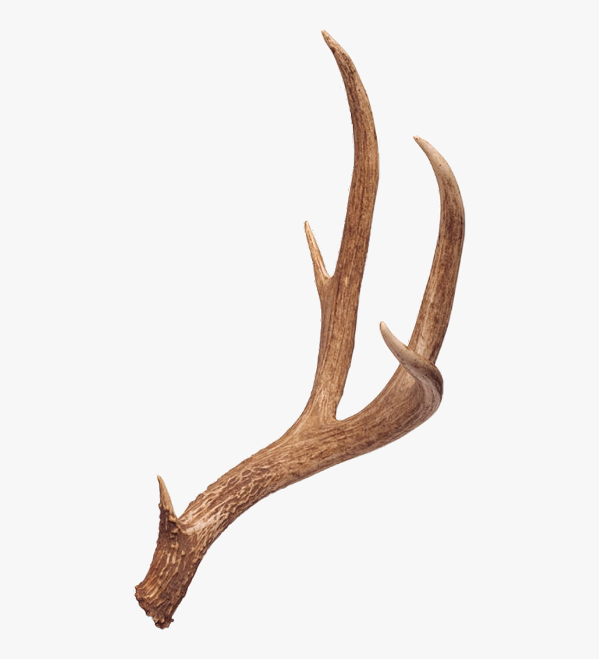 Deer Antlers , Transparent Cartoons - Deer Antlers Png, Png Download, Free Download