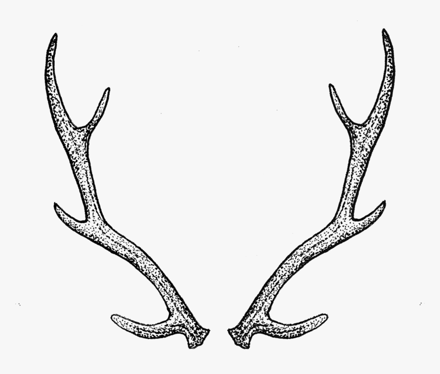 Antlers By Tea Leigh - Transparent Background Antlers Png, Png Download, Free Download