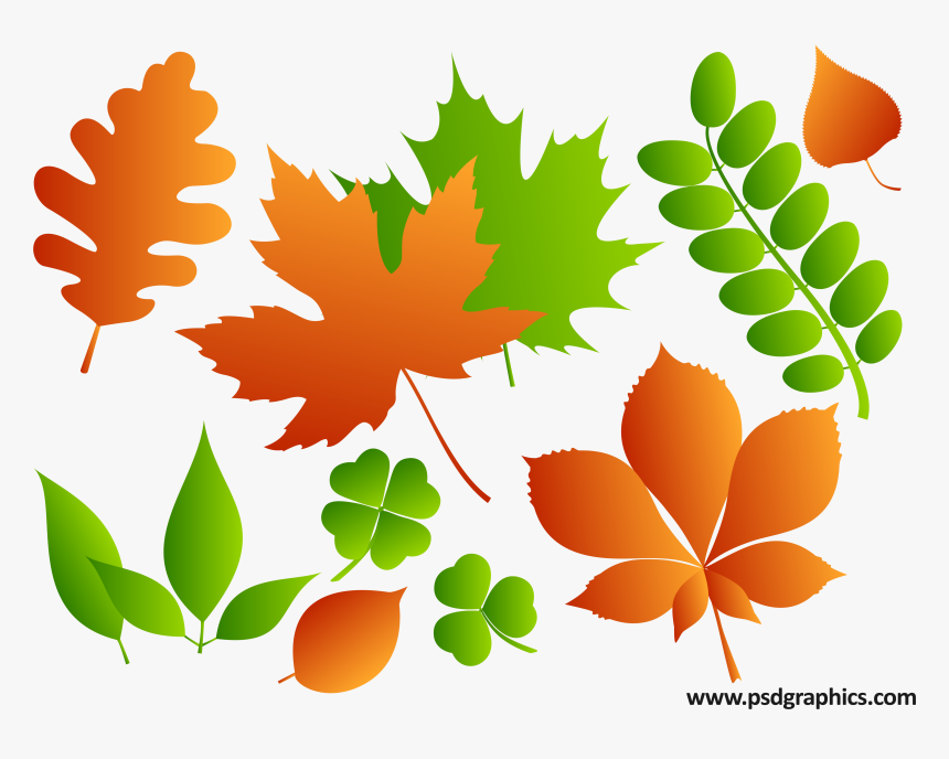 Different Size Leaves Png, Transparent Png, Free Download
