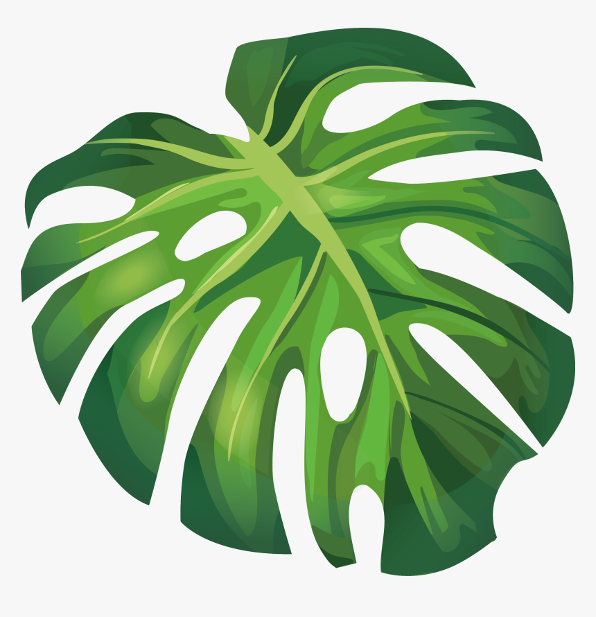 Summer Leaf Euclidean Leaves Illustration Arecaceae - Monstera Leaf Vector Png, Transparent Png, Free Download