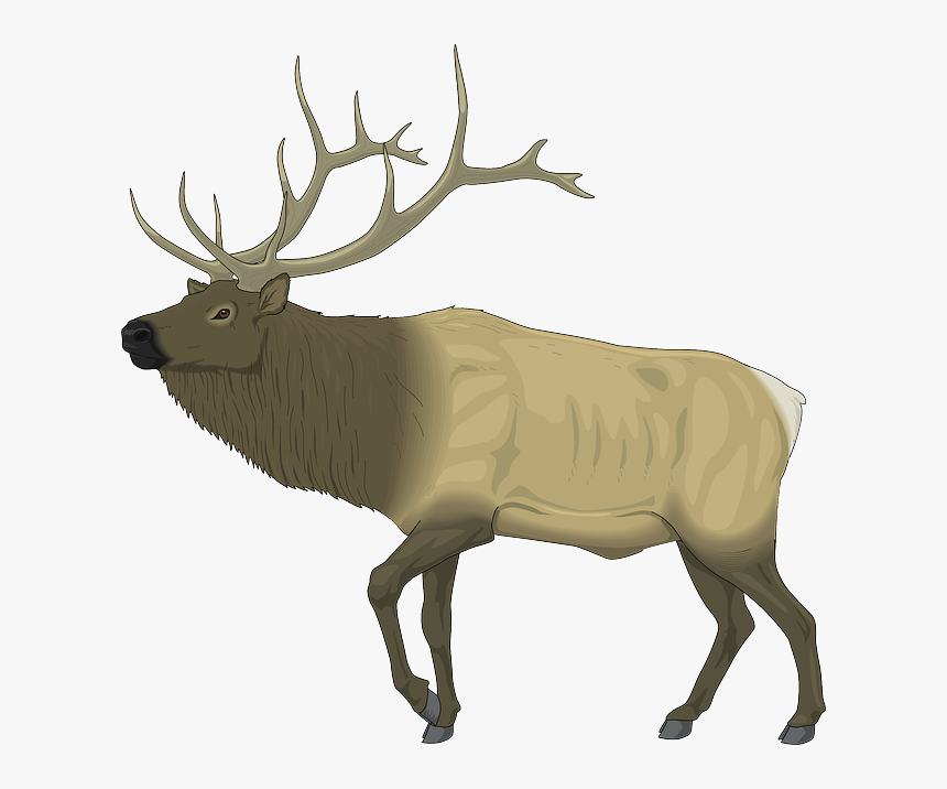 Moose, Large, Body, Animal, Mammal, Antlers - Elk Clip Art, HD Png Download, Free Download