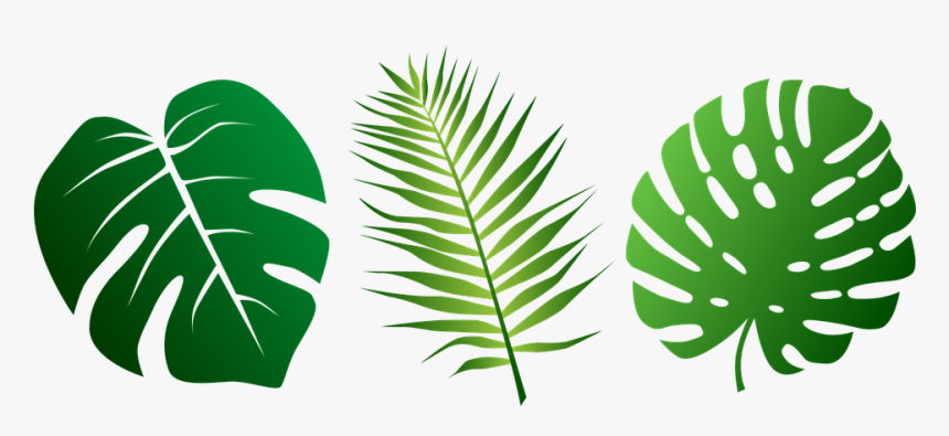 Leaves, Tropical, Palms, Plant, Green, Exotic, Foliage - Svg Tropical Leaf Silhouette, HD Png Download, Free Download