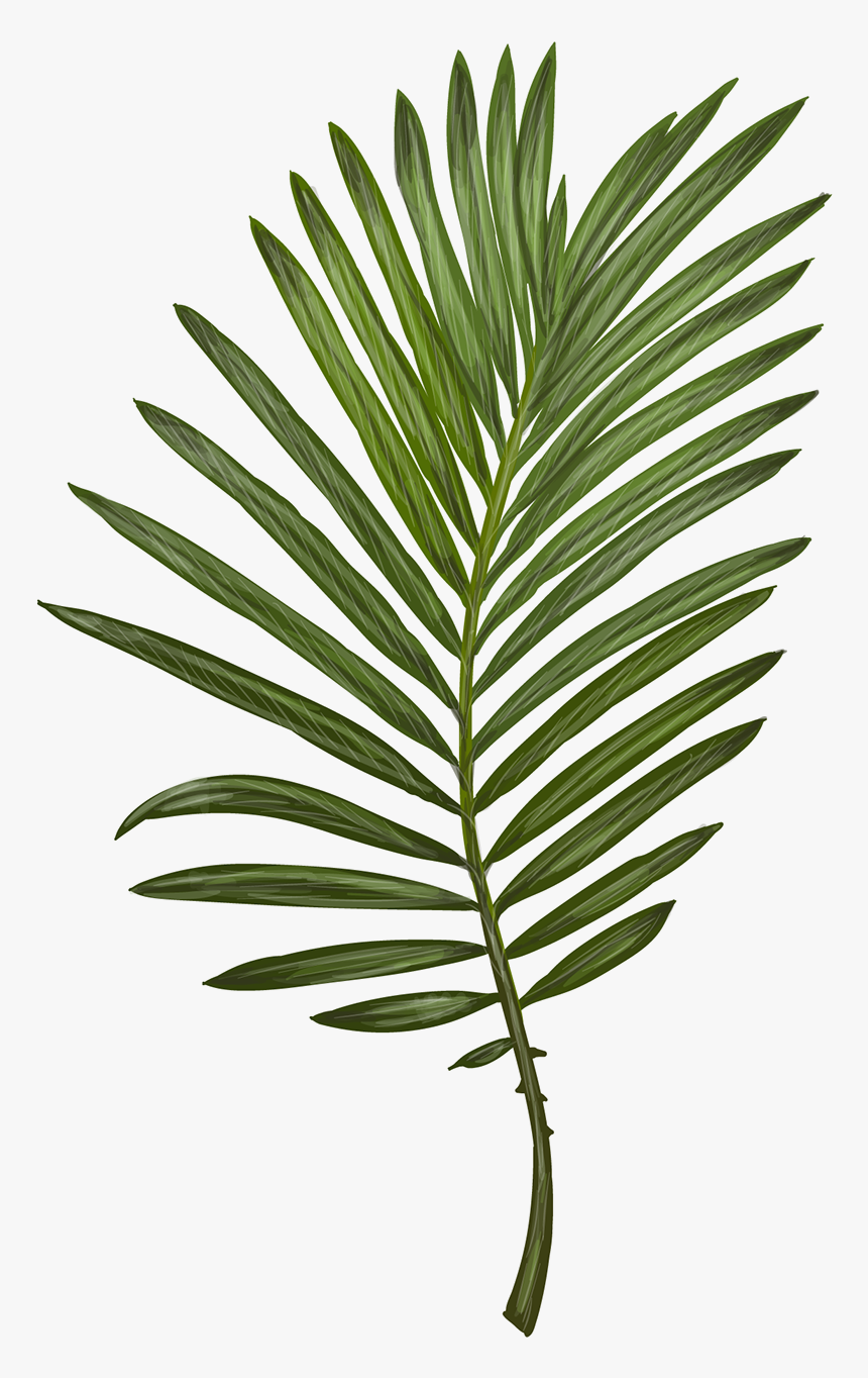 Transparent Tropical Leaves Png - Clip Art Fern Leaf, Png Download, Free Download