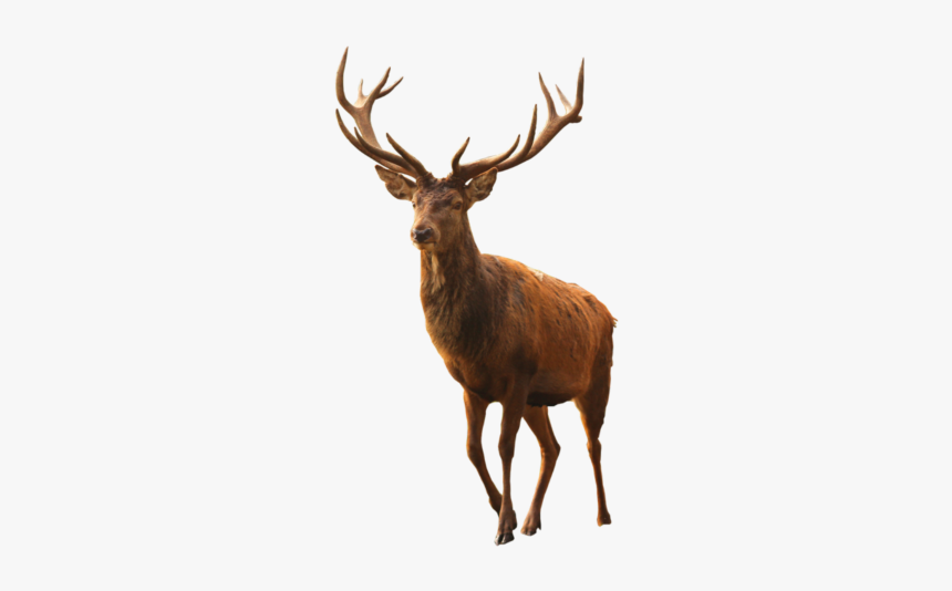 Ftestickers Deer Buck Antlers Freetoedit - Said Dagdeviren, HD Png Download, Free Download