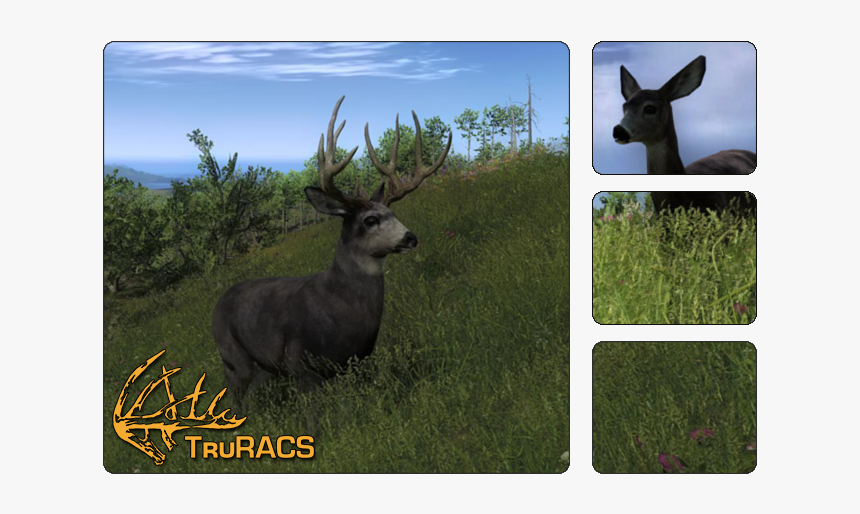 Thehunter Wikia - Hunter Classic Mule Deer, HD Png Download, Free Download