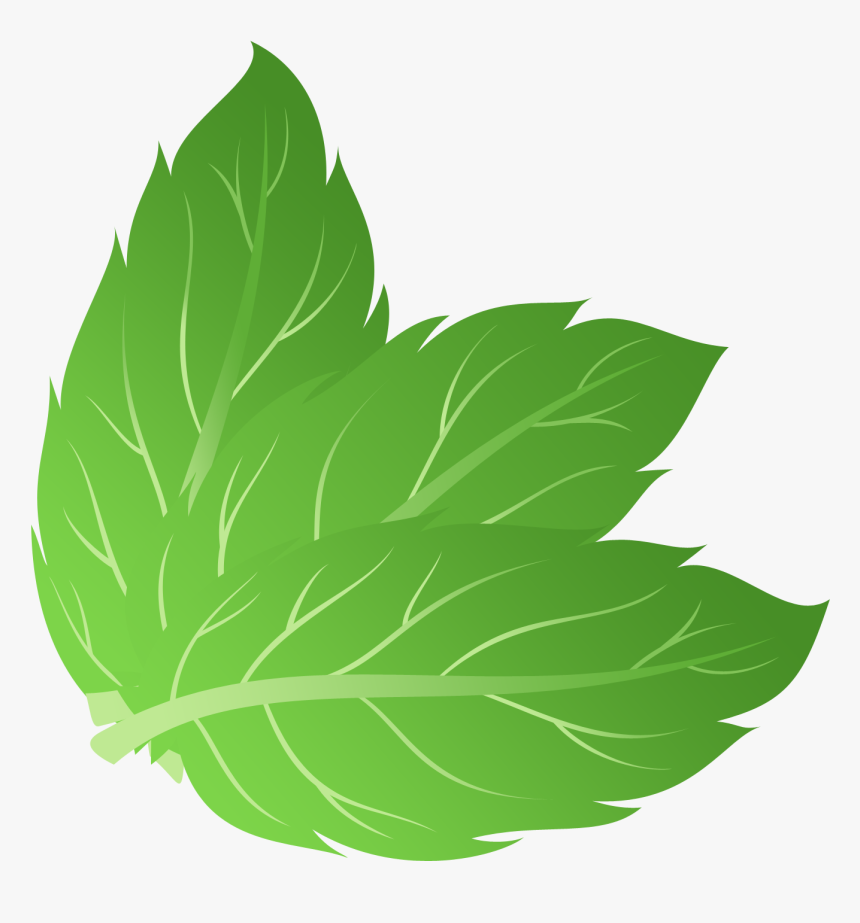 Mint Leaf Vector Png, Transparent Png, Free Download