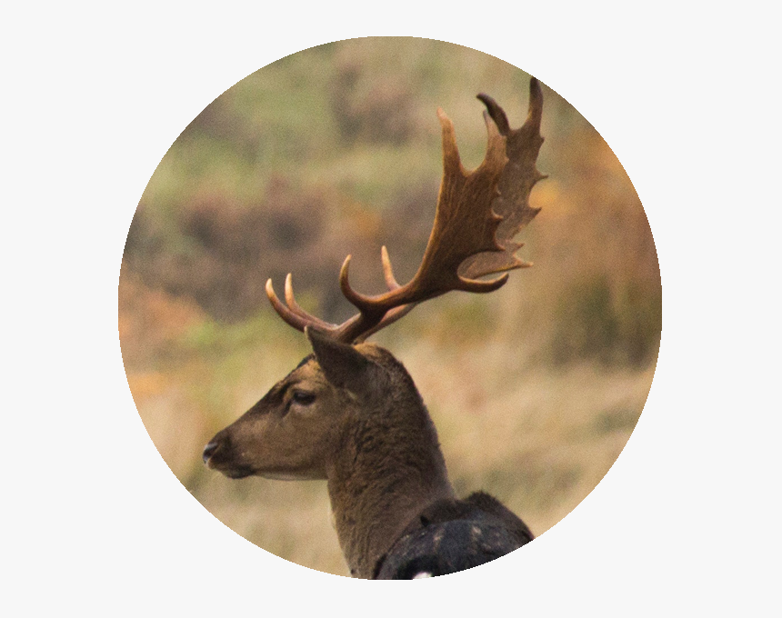 Fallow Deer - Antler, HD Png Download, Free Download