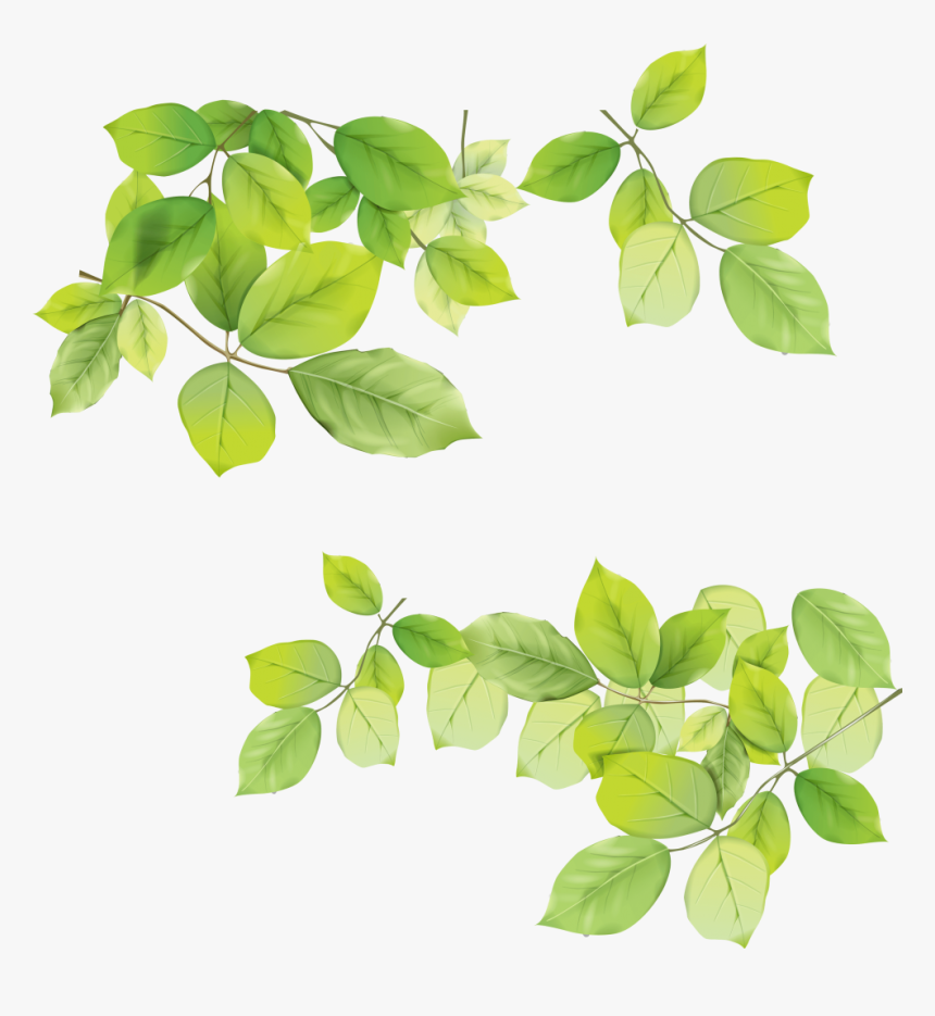 Green Leaves Download Image - Green Leaves Transparent Background, HD Png Download, Free Download