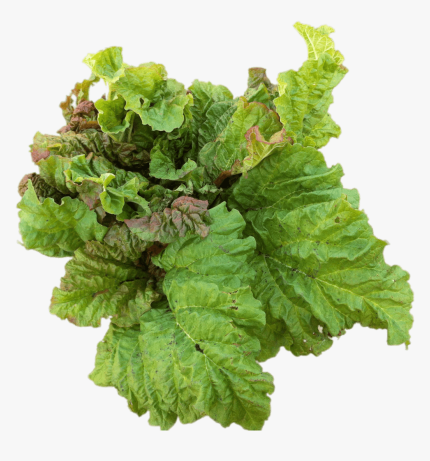 Rhubarb Leaves Clip Arts - Leaf Vegetable, HD Png Download, Free Download