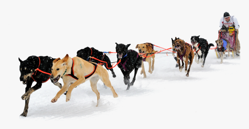 Eurohound Sprint Racing Sled Dogs - Dog Sled Transparent Background, HD Png Download, Free Download